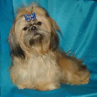 champion-sired-shih-tzu-puppies-for-sale